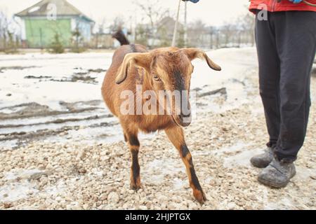 Weiße Ziege in der Nähe des Corral. Ziege auf dem Hof. Stockfoto