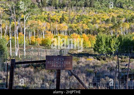 Quakender Aspen Grove 'Pando Clone', Aspen Regeneration Project, auch bekannt als zitternder Riese, klonale Kolonie einer individuellen männlichen quakenden Aspen. Stockfoto