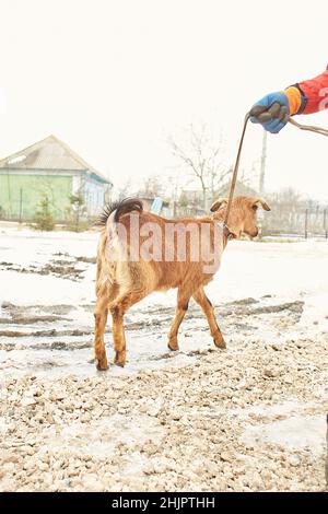 Weiße Ziege in der Nähe des Corral. Ziege auf dem Hof. Stockfoto