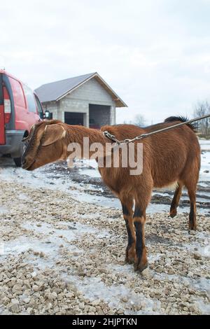 Weiße Ziege in der Nähe des Corral. Ziege auf dem Hof. Stockfoto