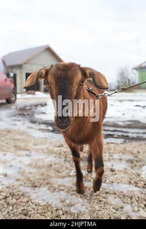 Weiße Ziege in der Nähe des Corral. Ziege auf dem Hof. Stockfoto