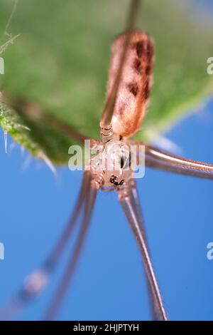 Pholcus phalangioides, Dade Long-Legs Spider  Norfolk UK Stockfoto