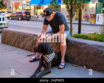 Mann liest Handy, während sein Hund geduldig wartet. Stockfoto