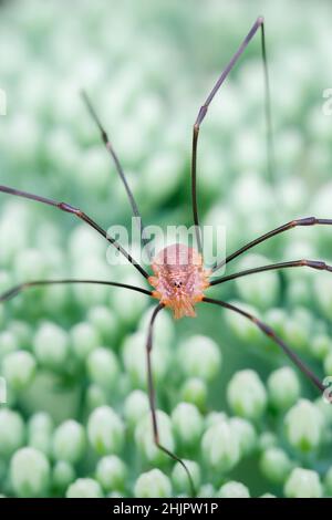 Opiliones, Harvestman  Norfolk UK Stockfoto