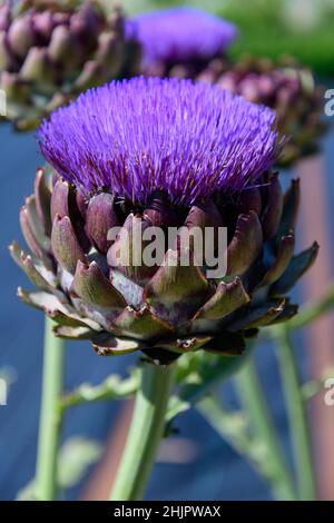 Thistle Blumen auf dem Land in Shropshire, West Midlands Stockfoto