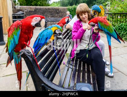 Frau, die fünf farbenfrohe tropische Papageien auf der Parkbank in Ironbridge, Shropshire, West Midlands, füttert Stockfoto