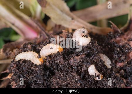 Otiorhynchus sulcatus, Vine Weevil Larven  Norfolk UK Stockfoto