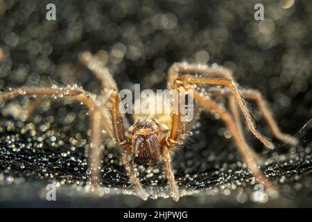 Tegenaria domestica, House Spider im Web  Norfolk UK Stockfoto