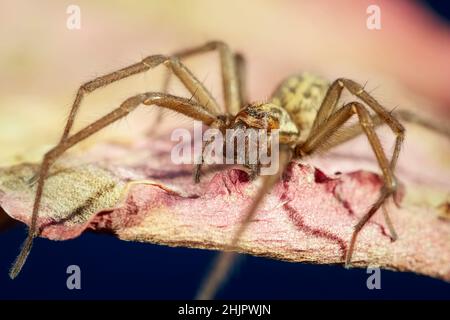 Tegenaria domestica, House Spider on Leaf  Norfolk UK Stockfoto