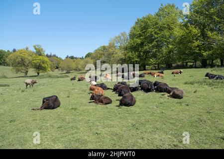 Rinder ruhen auf der Weide  Felbrigg Hall Estate Norfolk UK Stockfoto