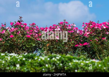 Schöne rote Rosen Busch im Sommer Morgen Garten auf hellen Sommertag Hintergrund Stockfoto