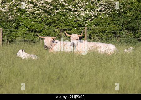 Britisches Weisses Rind mit Kälbern  Norfolk UK Stockfoto