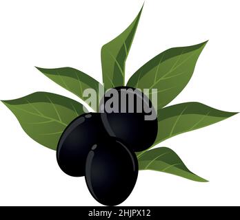 Realistische reife frische schwarze Oliven vor weißem Hintergrund - Vektor-Illustration Stock Vektor