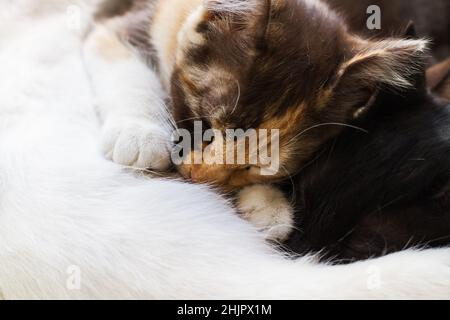 Zwei Kätzchen, die in der Nahaufnahme suckieren Stockfoto