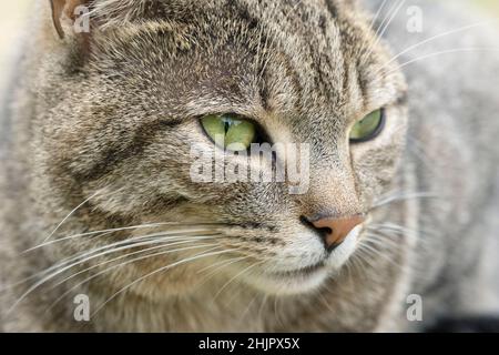 Porträt von Tabby Cat Stockfoto