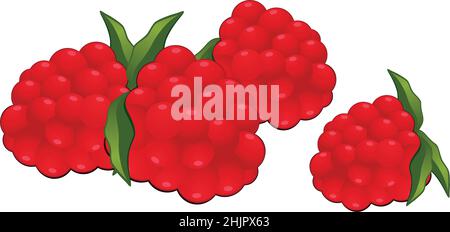 Realistische frische rote Himbeere isoliert auf weißem Hintergrund - Vektor-Illustration Stock Vektor