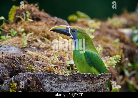 smaragd-Tukanett oder Smaragd-Tukanett (Aulacorhynchus prasinus), San Gerardo de Dota, Costa Rica, Mittelamerika Stockfoto