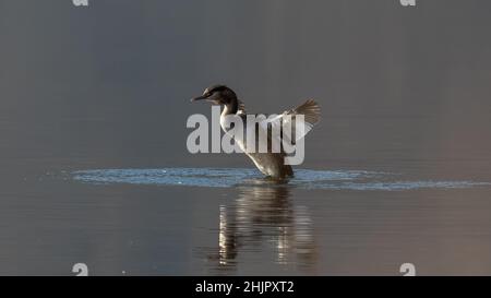 FOTOGRAFIE NATURALISTICA DI UCCELLI - VOGELFOTOGRAFIE Stockfoto