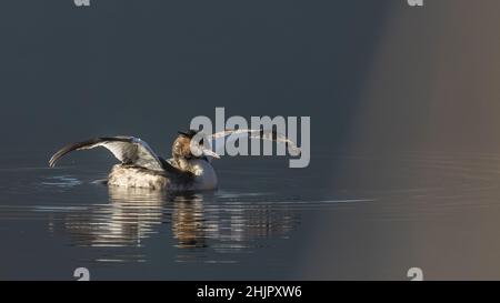 FOTOGRAFIE NATURALISTICA DI UCCELLI - VOGELFOTOGRAFIE Stockfoto