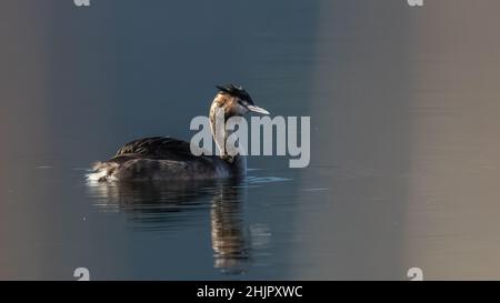 FOTOGRAFIE NATURALISTICA DI UCCELLI - VOGELFOTOGRAFIE Stockfoto