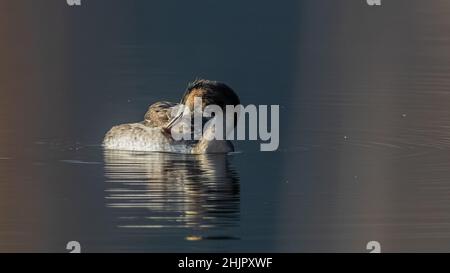 FOTOGRAFIE NATURALISTICA DI UCCELLI - VOGELFOTOGRAFIE Stockfoto