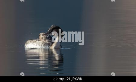 FOTOGRAFIE NATURALISTICA DI UCCELLI - VOGELFOTOGRAFIE Stockfoto