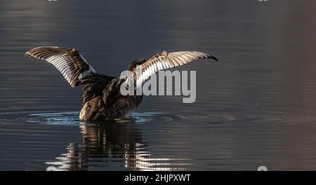 FOTOGRAFIE NATURALISTICA DI UCCELLI - VOGELFOTOGRAFIE Stockfoto