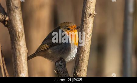 FOTOGRAFIE NATURALISTICA DI UCCELLI - VOGELFOTOGRAFIE Stockfoto