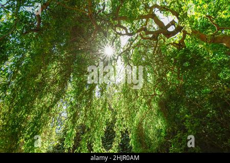 Sonne scheint durch verdrehte Weide  Norfolk UK Stockfoto