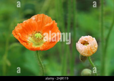 Nahaufnahme von zwei frischen Mohnblumen vor einem grünen, verschwommenen Hintergrund Stockfoto