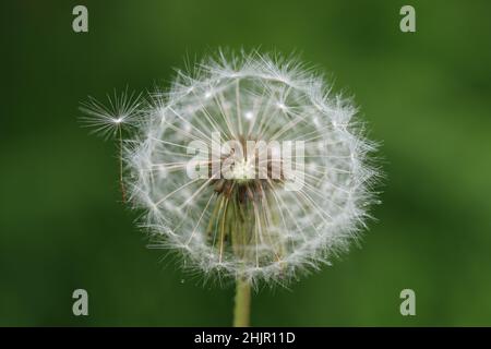 Nahaufnahme der zarten Samen eines Dandelions vor einem grünen verschwommenen Hintergrund Stockfoto