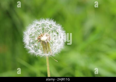 Nahaufnahme des Saatkopfes eines Dandelions vor einem grünen natürlichen Hintergrund, Kopierraum Stockfoto