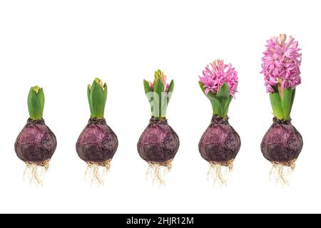 Wachstumsphasen einer rosa Hyazinthe von der Blumenzwiebel bis zur blühenden Blume isoliert auf weißem Hintergrund Stockfoto