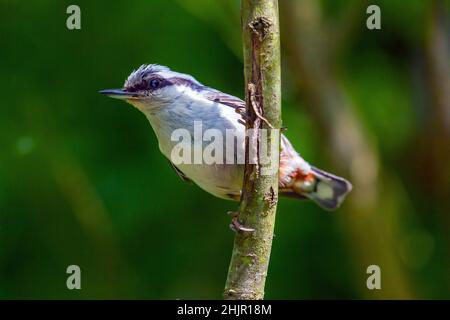 Der eurasische oder hölzerne Strohhalm (Sitta europaea), der auf einer Zweigstelle im Råsta Park, Solna, Schweden, steht. Stockfoto