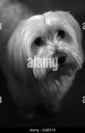 Nahaufnahme eines niedlichen Havaneser Hundes. Stockfoto