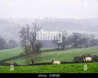 Die Hügel des Southern Lake District, England, an einem nebligen Morgen, mit zwei Schafen im Vordergrund Stockfoto