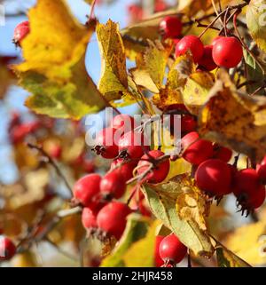 Reife Beeren, Hagebutten, auf Weißdorn auch genannt Thornapple, May-Tree, Whitethorn, oder Hawberry, Crataegus monogyna Beeren im Herbst Stockfoto