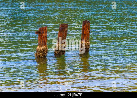 Herrlicher Mangrovenstrand und Pouso-Strand mit hölzernen Poller auf der großen tropischen Insel Ilha Grande Rio de Janeiro Brasilien. Stockfoto