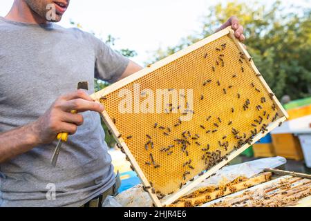 Die Imkerin staut Bienen aus dem Rahmen, vereint die Bienenfamilie und setzt den Rahmen mit den Königszellen in das Bienenhaus Stockfoto
