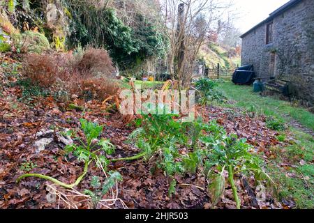 Lila sprießende Brokkoli-Pflanzen mit langblättrigen Stielen wachsen im Januar in einem Garten im Winter mit Herbstblättern Mulchen Boden Wales UK KATHY DEWITT Stockfoto