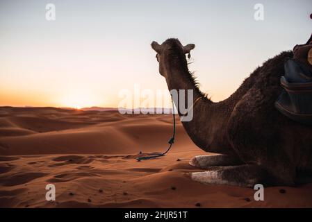 Hintergrundbeleuchtung von Kamelen, die in der Wüste von Merzouga, Marokko, ruhen. Stockfoto