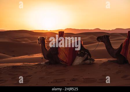 Hintergrundbeleuchtung von zwei Kamelen, die in der Wüste von Merzouga, Marokko, ruhen. Stockfoto