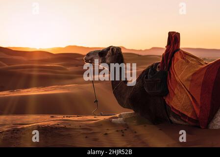 Hintergrundbeleuchtung von Kamelen, die in der Wüste von Merzouga, Marokko, ruhen. Stockfoto