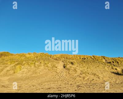 Das Marrammgras (ammophila arenaria) an der Küste der Niederlande Stockfoto