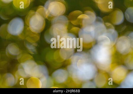 Abstrakte Hintergrundunschärfe, die aus Blättern von Bäumen im Feld gewonnen wird. Grünes Bokeh bei Tageslicht. Stockfoto