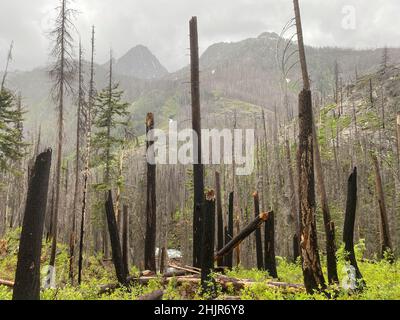Wanderung durch das von Waldbränden verwüstet Entiat-Flusstal Stockfoto