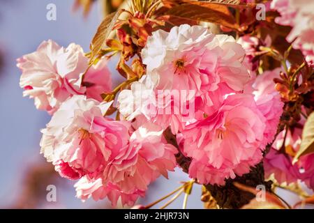 Sakura blühte im frühen Frühjahr in Japan. Wiederbelebung der Natur. Hanami Sakura Blossom Festival. Zweig mit rosafarbenen doppelten Frühlingsblüten gegen eine stürmische Stockfoto