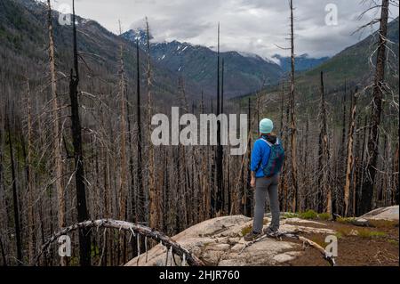 Weibliche Wanderung durch einen verbrannten Wald im Tal des Entiat-Flusses Stockfoto