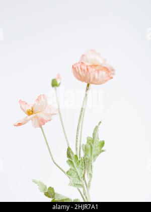 Rosa Mohnblumen auf weißem Hintergrund Stockfoto
