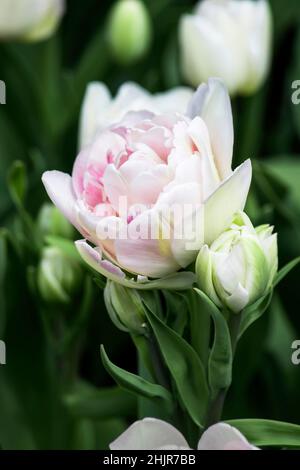 Weiß rosa Familie Tulpe mit drei Knospen im Frühjahr im Garten während des Tages. Nahaufnahme von Tulpen Fesеival Stockfoto